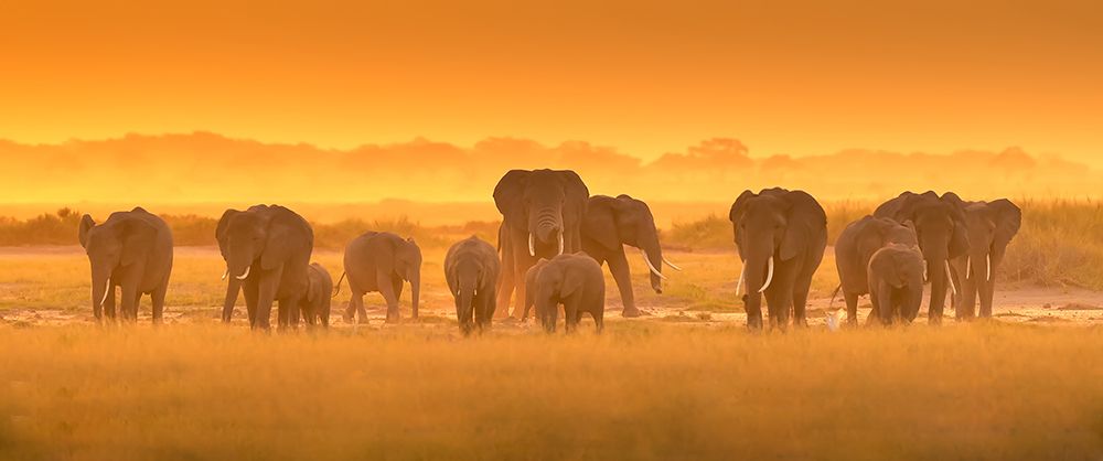 Golden Light art print by David Hua for $57.95 CAD