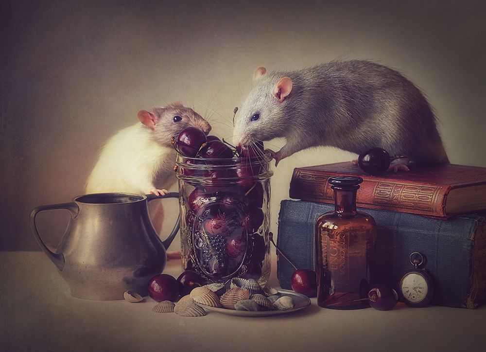 Snoozy And Jimmy art print by Ellen Van Deelen for $57.95 CAD