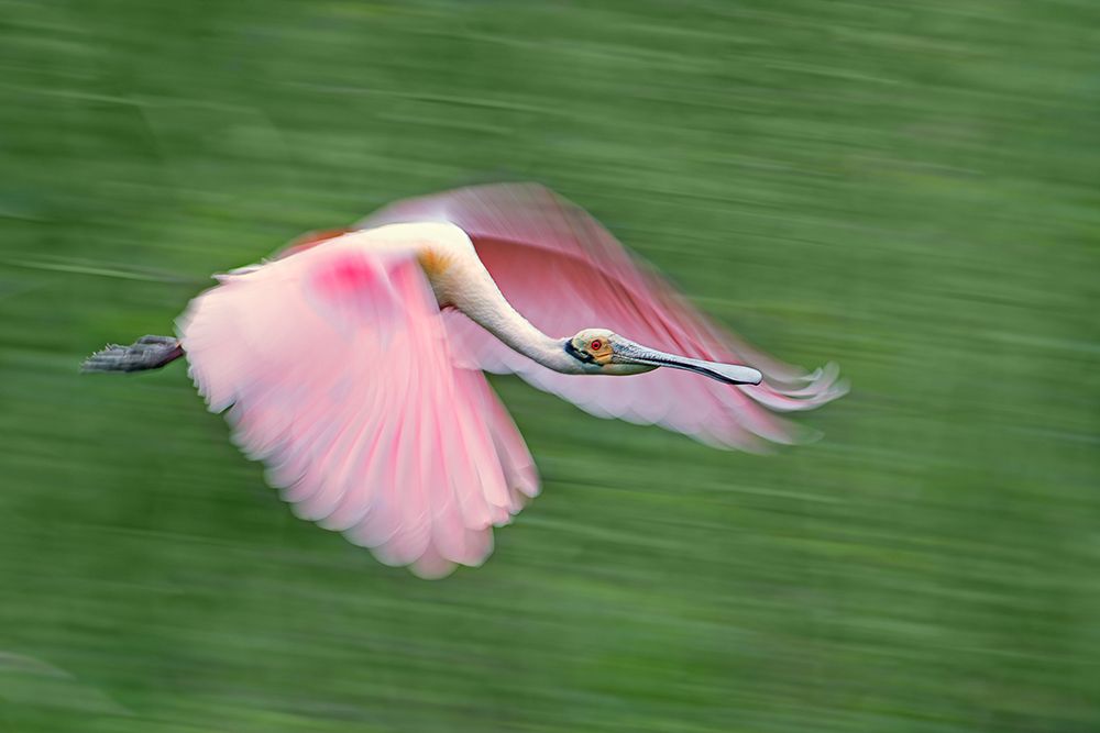Pink And Green art print by Cheng Chang for $57.95 CAD