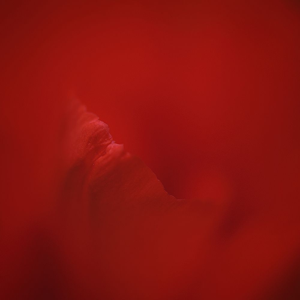 All Red art print by Lotte Gronkjar for $57.95 CAD