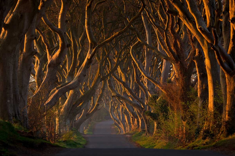 The Dark Hedges In The Morning Sunshine art print by Piotr Galus for $57.95 CAD