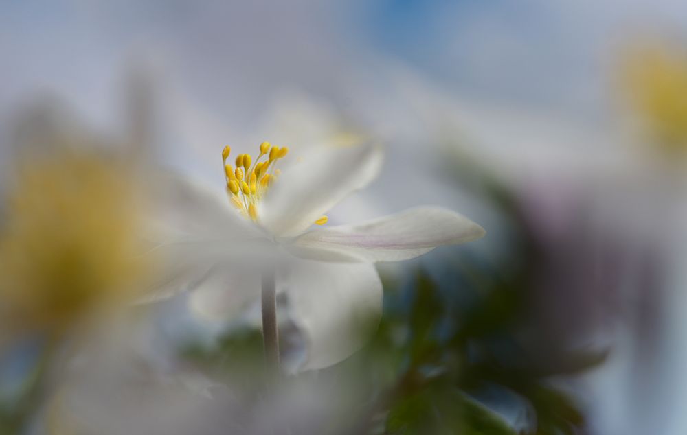 Anemone Nemorosa art print by Heidi Westum for $57.95 CAD