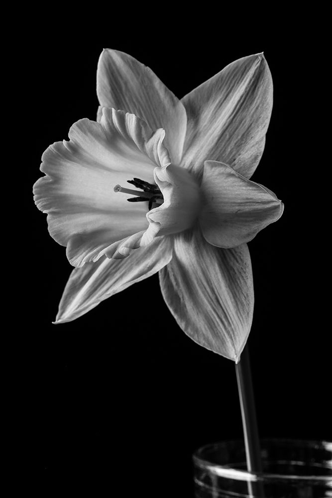 Narcissus May 2015 art print by Edward M. Fielding for $57.95 CAD