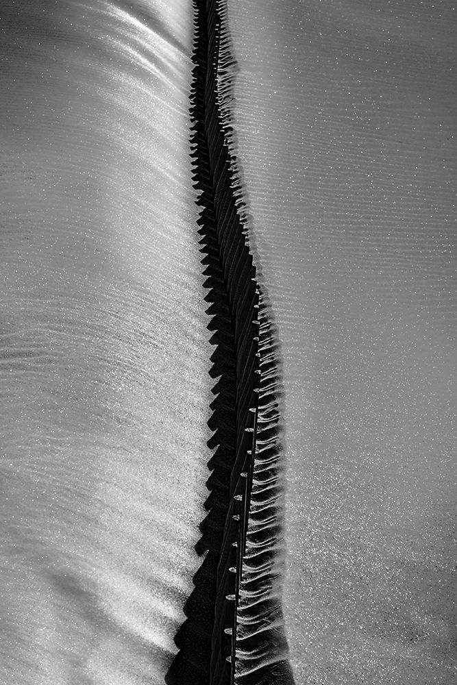 Scorpio Rising art print by Paulo Abrantes for $57.95 CAD