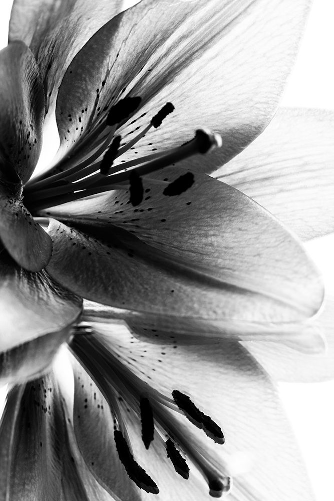 Lily art print by Andre Koenig for $57.95 CAD