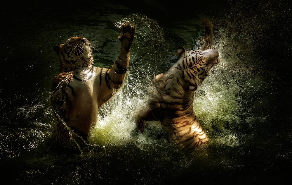 Fighting art print by Antonyus Bunjamin for $57.95 CAD