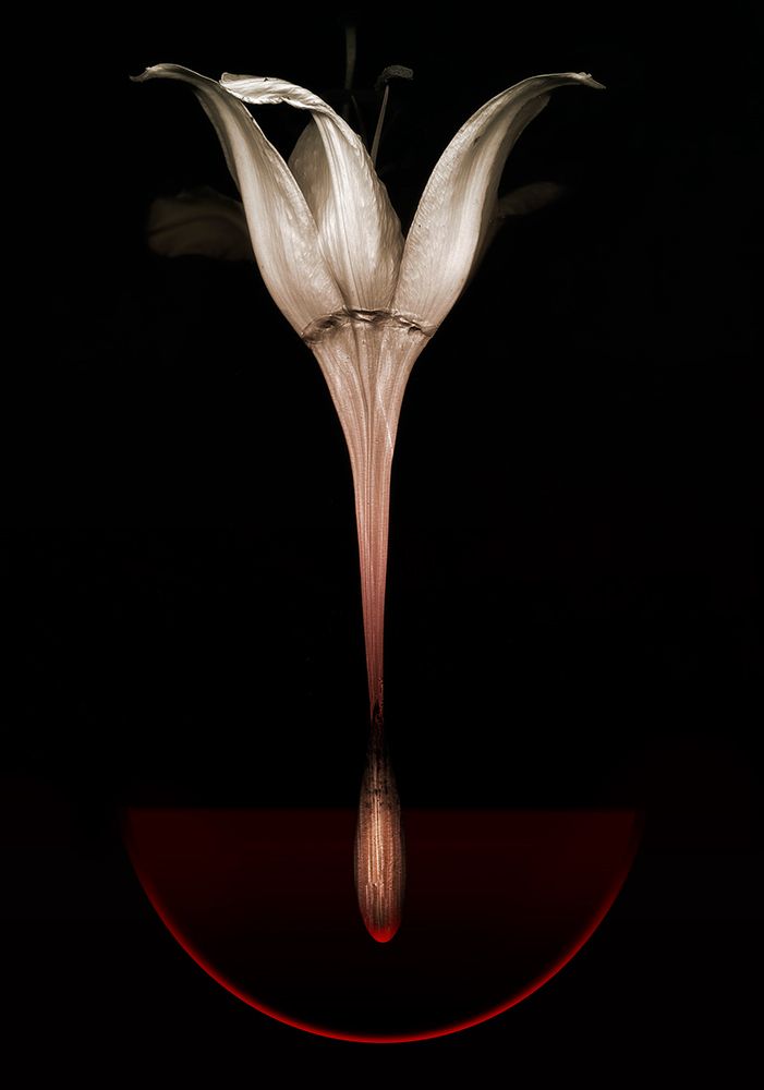 Floating Lily art print by Johan Lilja for $57.95 CAD