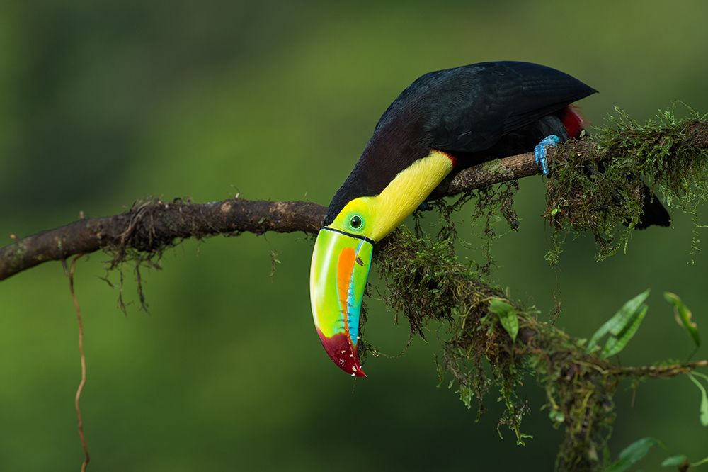 The Colors Of Costa Rica art print by Fabio Ferretto for $57.95 CAD