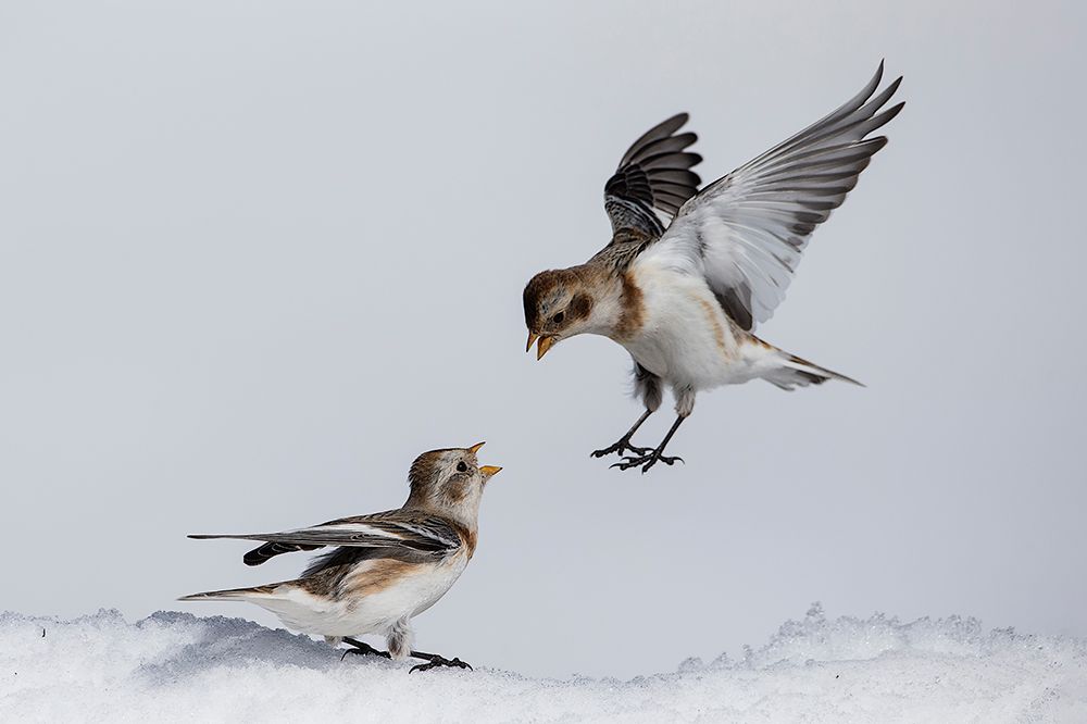 Heated discussion by Alberto Carati