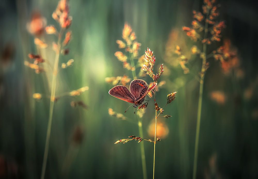 Last Light art print by Florentin Vinogradof for $57.95 CAD