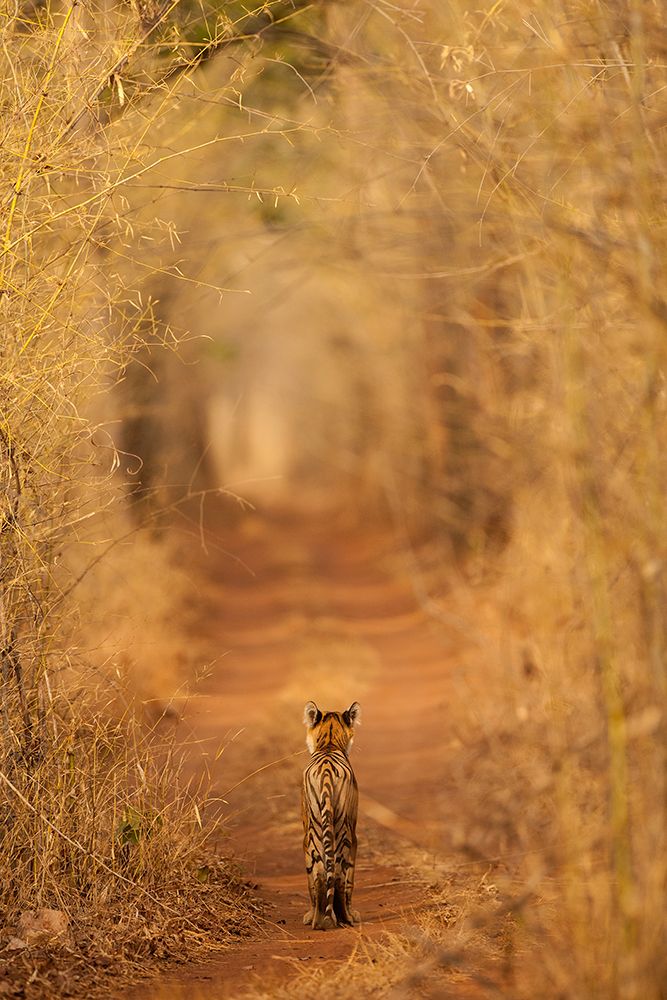 The Tiger In  The Tunnel art print by Ab Apana for $57.95 CAD