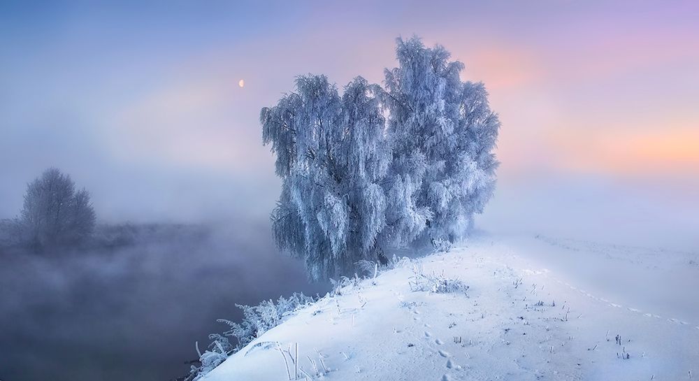 Frosty Birch Morning art print by Sergei Shabunevich for $57.95 CAD