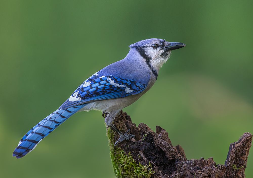 Just a Jay art print by Greg Barsh for $57.95 CAD