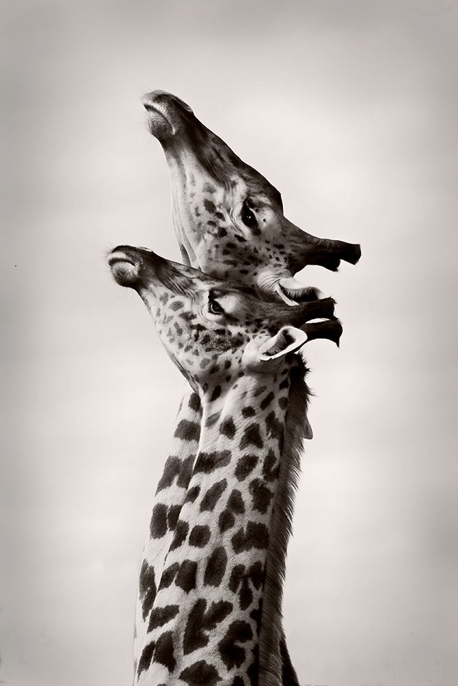 True Love art print by WildPhotoArt for $57.95 CAD
