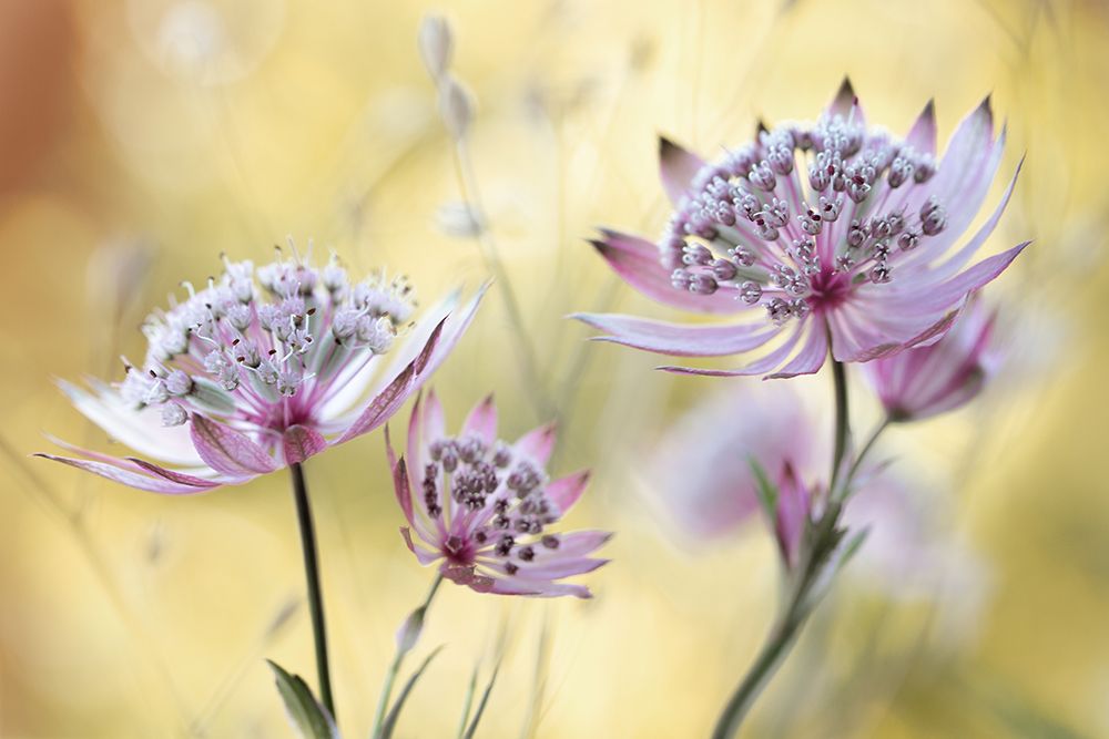 Astrantia Major art print by Mandy Disher for $57.95 CAD