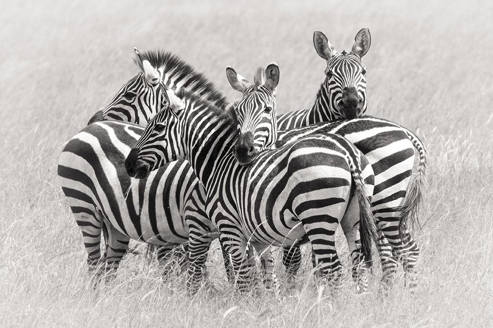 Zebras art print by Kirill Trubitsyn for $57.95 CAD
