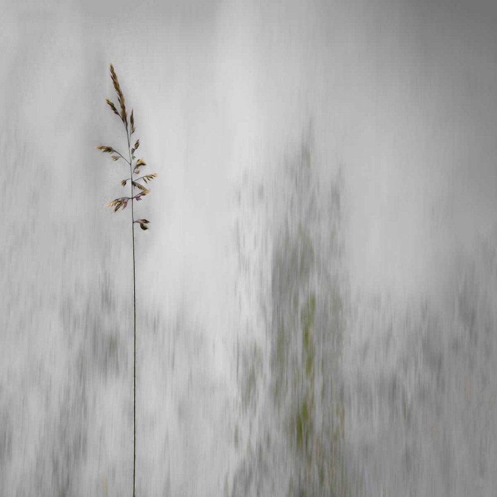 Blade Of Grass art print by Gilbert Claes for $57.95 CAD