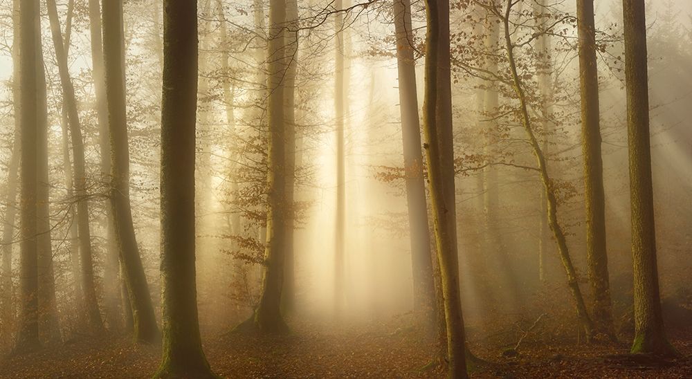 Into The Trees art print by Norbert Maier for $57.95 CAD