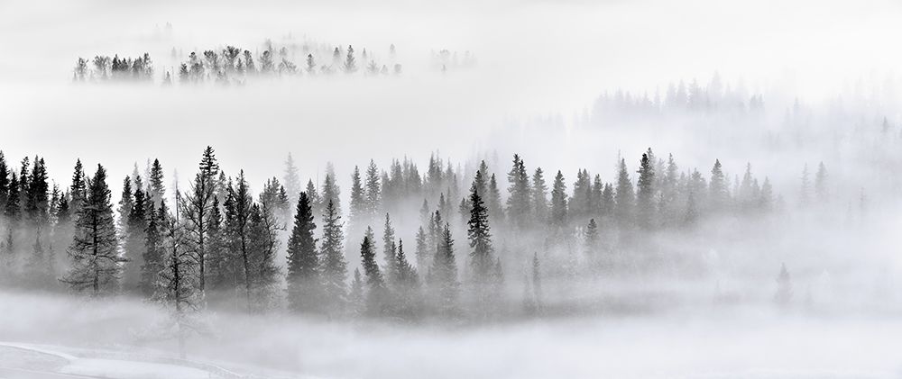 Foggy Forest art print by Mei Xu for $57.95 CAD