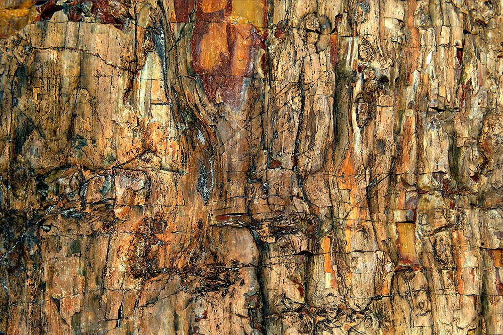 Bark art print by Jure Kravanja for $57.95 CAD