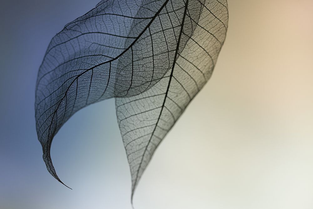 Cavatina art print by Shihya Kowatari for $57.95 CAD