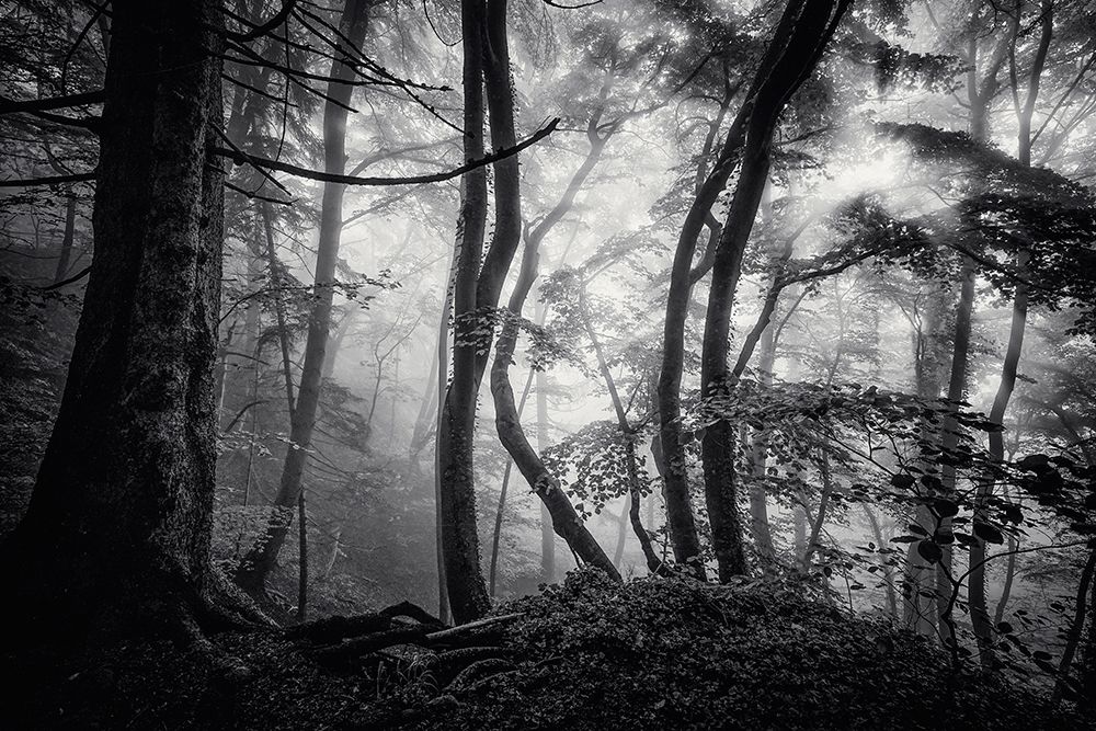 Mysterious Light art print by Norbert Maier for $57.95 CAD