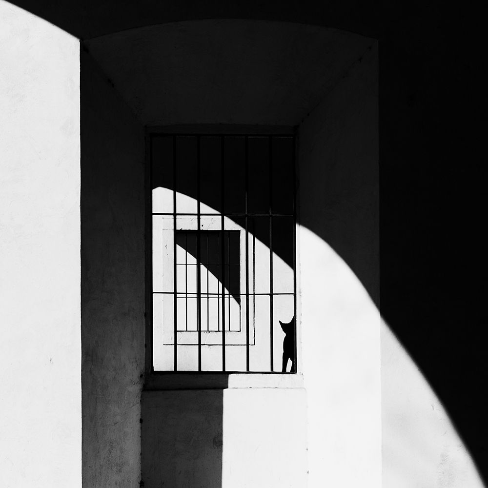 The Black Cat art print by Massimo Della Latta for $57.95 CAD