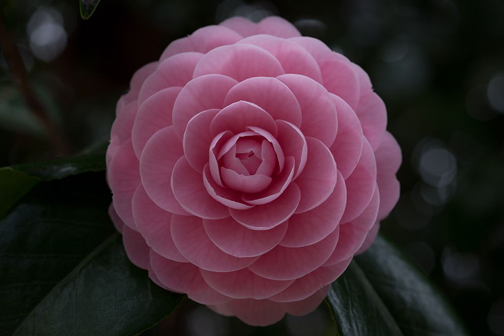 Camellia art print by Kunito Imai for $57.95 CAD