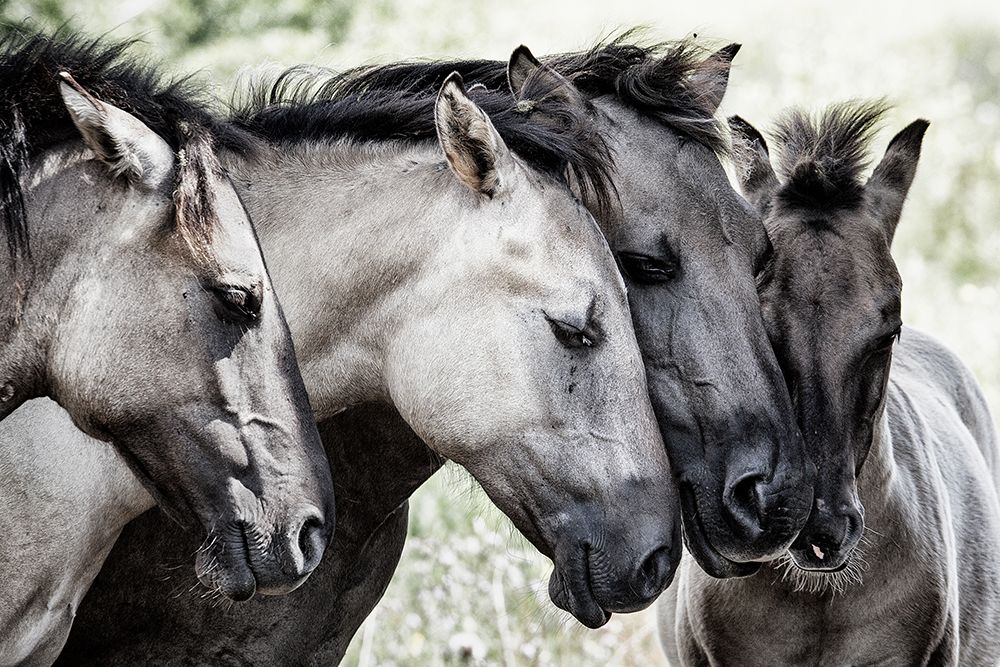 Four Konik Horses art print by Jaap van den for $57.95 CAD