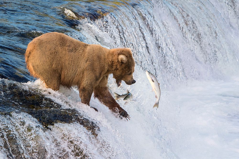 Fishing On The Edge art print by Renee Doyle for $57.95 CAD