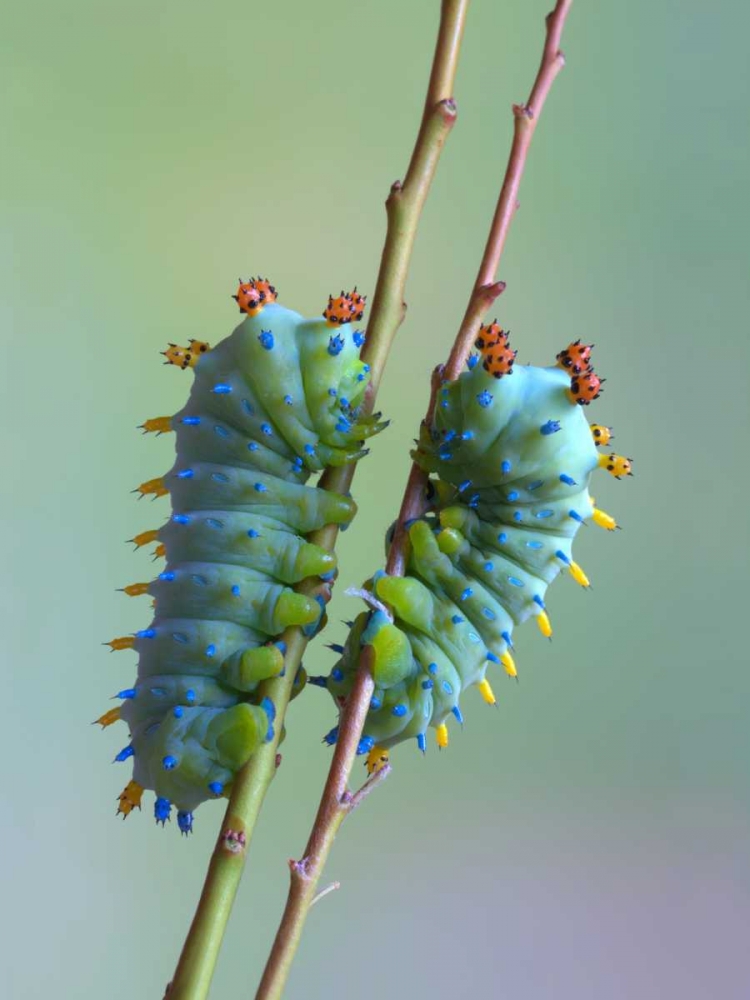 The Encounter art print by Jimmy Hoffman for $57.95 CAD