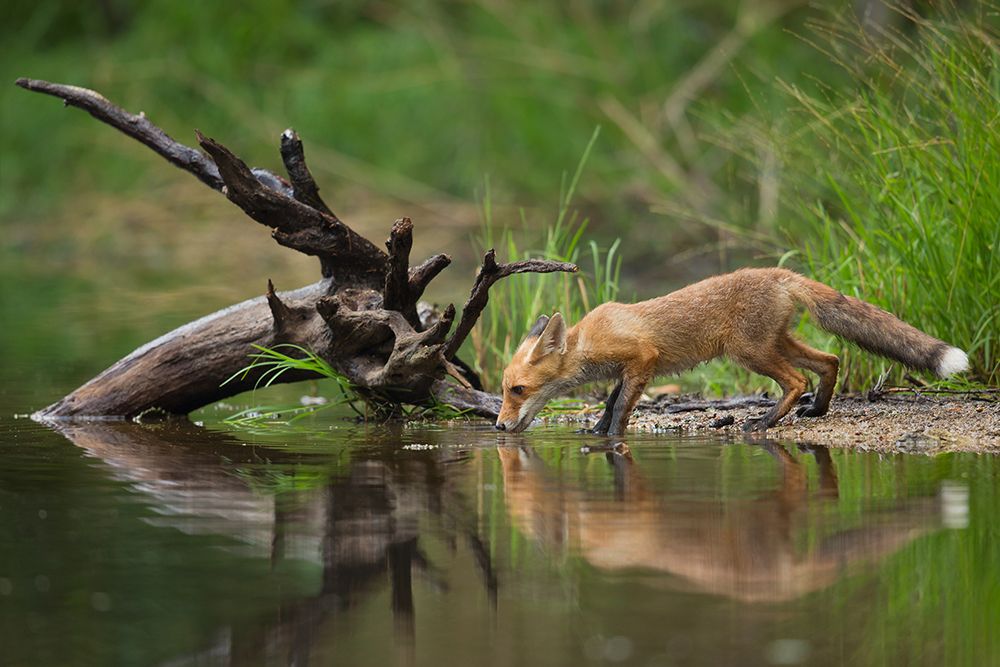 Red Fox art print by Milan Zygmunt for $57.95 CAD