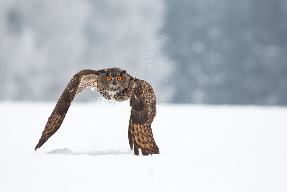 Eurasian eagle-owl art print by Milan Zygmunt for $57.95 CAD
