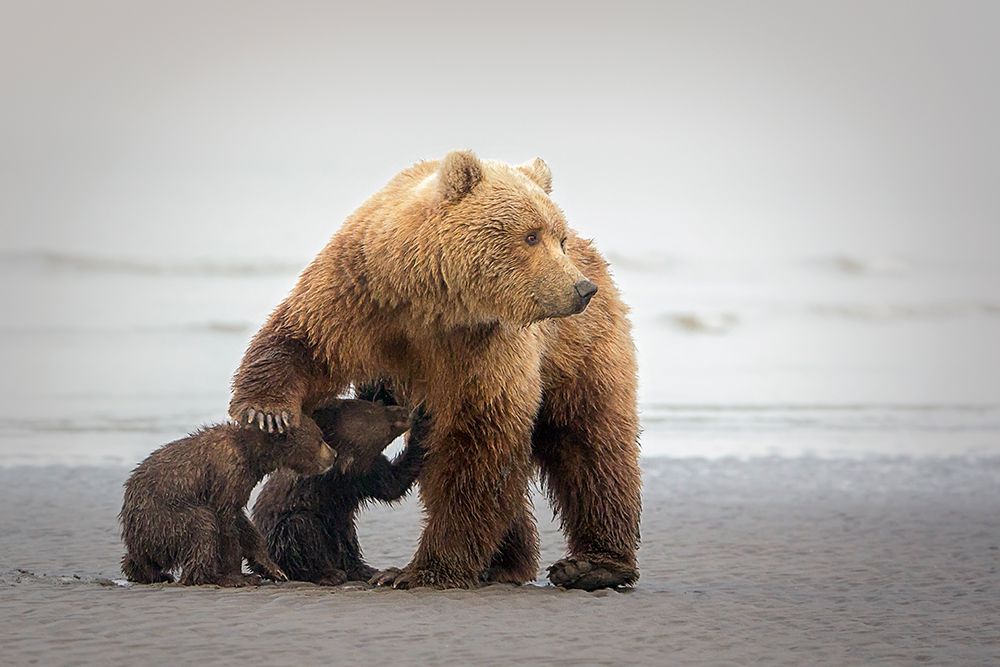 Family Time art print by Renee Doyle for $57.95 CAD