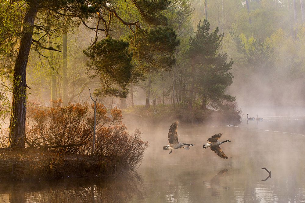 Goose Fight art print by Anton Van Dongen for $57.95 CAD