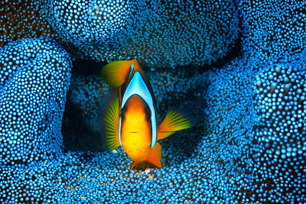 Clownfish In Blue Anacmon art print by Barathieu Gabriel for $57.95 CAD