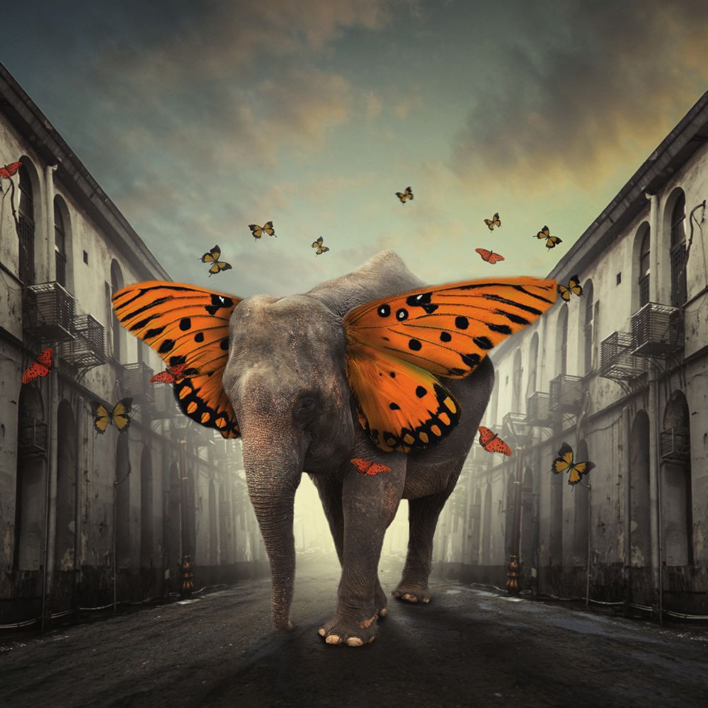 Butterphant art print by Hardibudi for $57.95 CAD