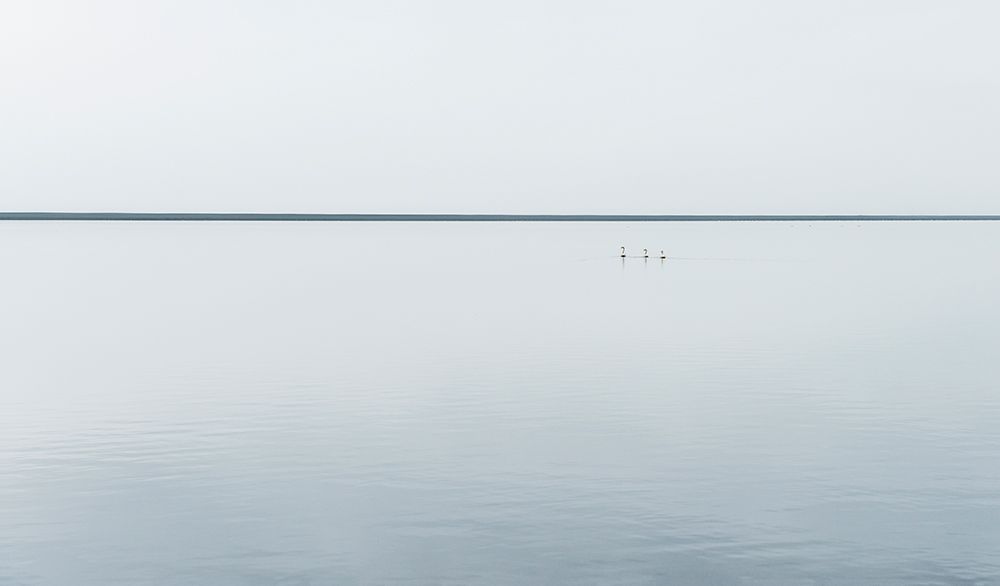 Tree svans art print by Viggo Johansen for $57.95 CAD