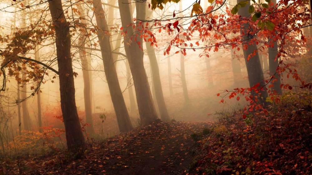 Towards The Light. art print by Leif Londal for $57.95 CAD