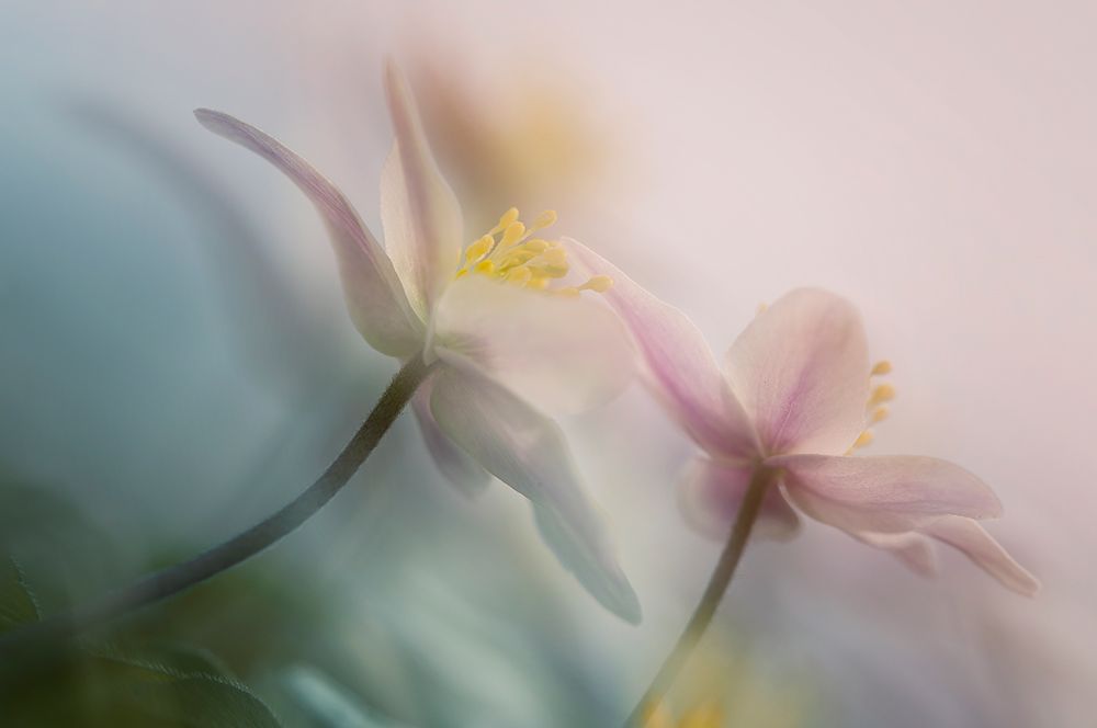 Gentle art print by Anton van Dongen for $57.95 CAD