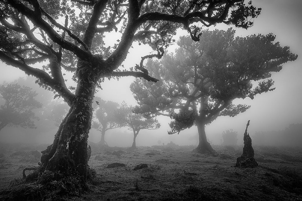 Tree Study 1. art print by Istvan Nagy for $57.95 CAD