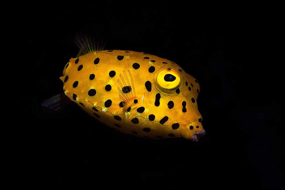 Yellow Boxfish art print by Barathieu Gabriel for $57.95 CAD