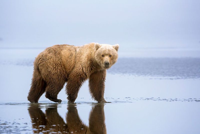 The Bear Walk art print by Renee Doyle for $57.95 CAD