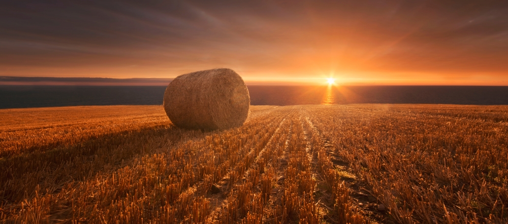 Gold Harvest art print by Marcin Krakowski for $57.95 CAD