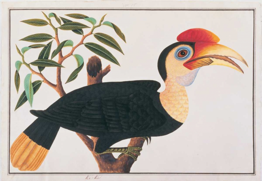 Ke-ke Hornbill art print by Anonymous for $57.95 CAD