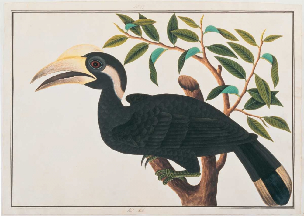 Ke-ke, Hornbill art print by Anonymous for $57.95 CAD