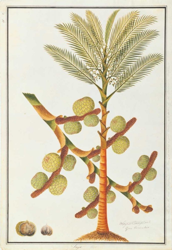 Sago Palm art print by Anonymous for $57.95 CAD