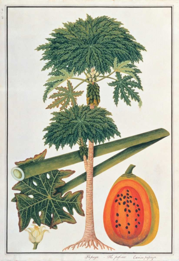 Papaya Tree art print by Anonymous for $57.95 CAD