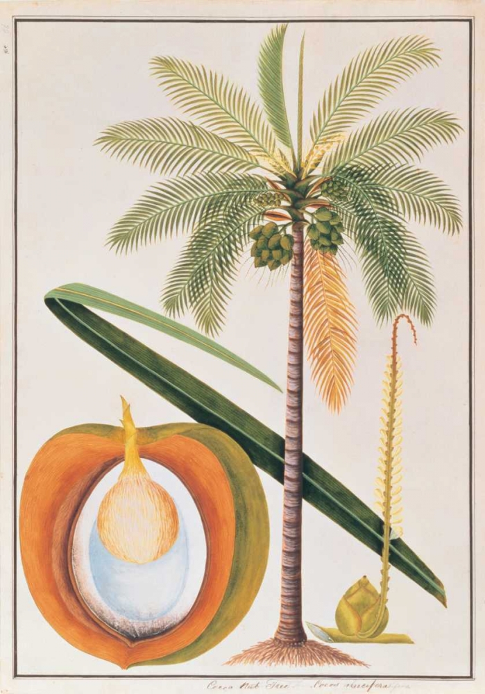 Coconut Palm art print by Anonymous for $57.95 CAD