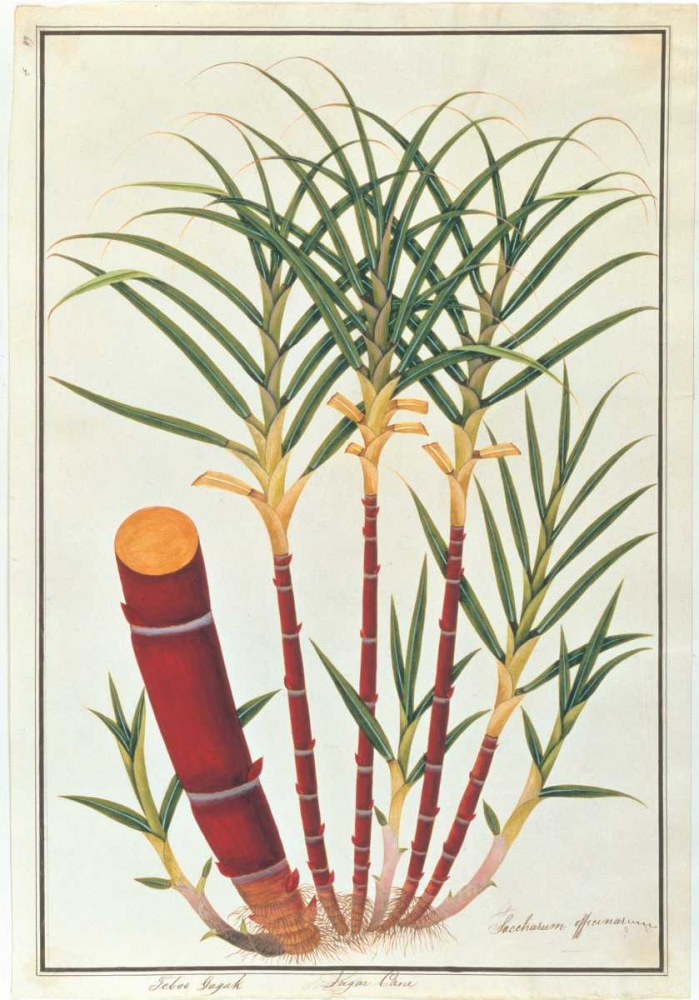 Sugar Cane art print by Anonymous for $57.95 CAD